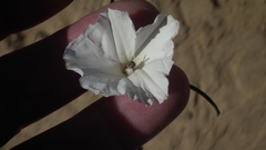 Convolvulus bidentatus