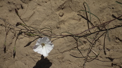 Convolvulus bidentatus