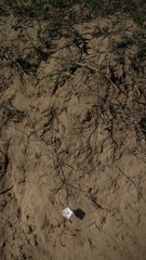 Convolvulus bidentatus