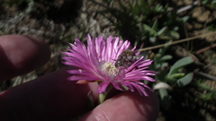 Lampranthus spectabilis