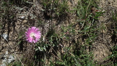 Lampranthus spectabilis