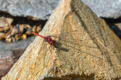 Trithemis lilacina