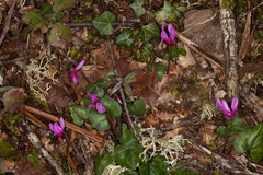 Cyclamen repandum