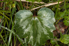 Cyclamen repandum