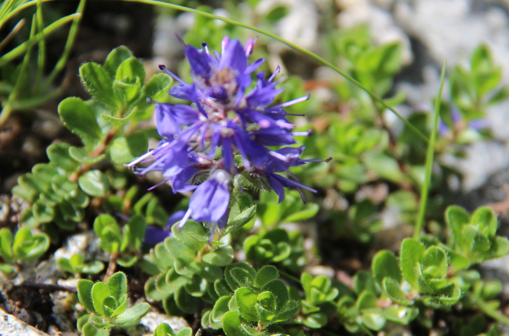 Veronica saturejoides