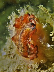 Pseudobiceros fulgor