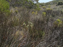 Erica perspicua perspicua