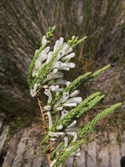 Erica perspicua perspicua