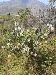Erica perspicua