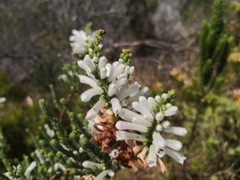 Erica perspicua