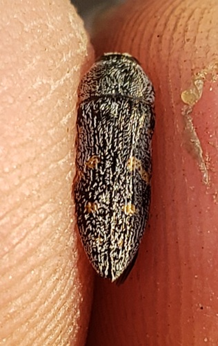 Acmaeodera mimicata · iNaturalist