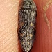Acmaeodera mimicata - Photo (c) 👉😁👈, algunos derechos reservados (CC BY-NC), subido por 👉😁👈