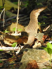 Varanus auffenbergi