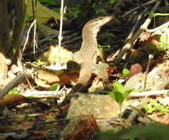 Varanus auffenbergi