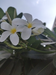 Plumeria obtusa