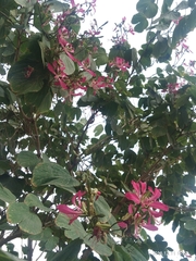 Bauhinia macranthera