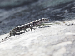 Australolacerta australis