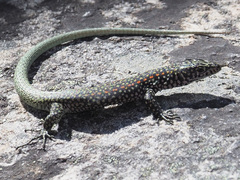 Australolacerta australis