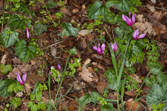 Cyclamen repandum