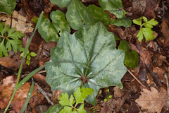 Cyclamen repandum