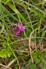 Cyclamen repandum