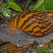 Achatininan Snails - Photo (c) Charles J. Sharp
, some rights reserved (CC BY-SA)