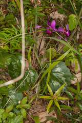 Cyclamen repandum