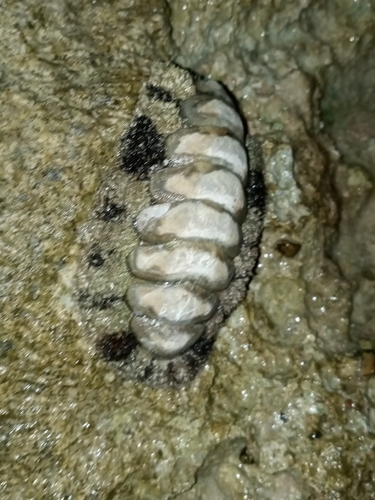 Acanthopleura vaillantii