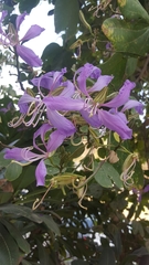 Bauhinia