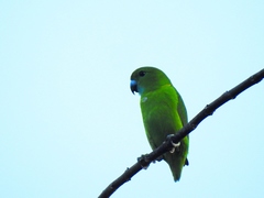 Bolbopsittacus lunulatus