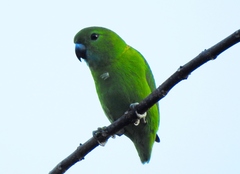 Bolbopsittacus lunulatus