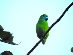 Bolbopsittacus lunulatus