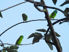 Bolbopsittacus lunulatus