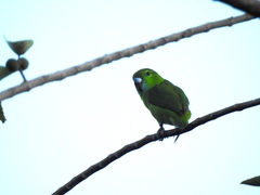 Bolbopsittacus lunulatus