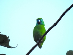 Bolbopsittacus lunulatus