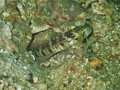 Cryptocentrus sericus