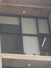 Columba livia domestica