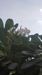 Plumeria obtusa