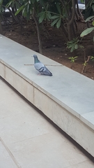 Columba livia domestica