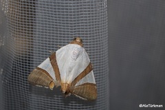 Eulepidotis rectimargo