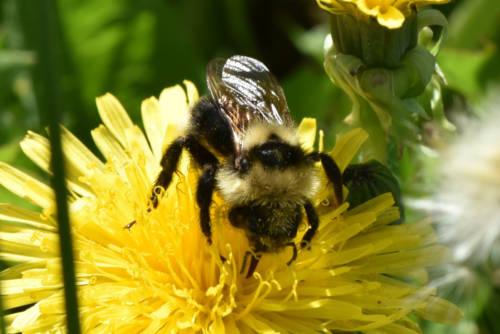 An indiscriminate cuckoo bumble bee on top of a yellow flower with pollen on their face