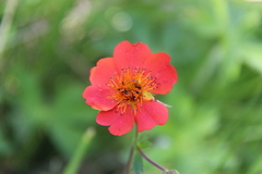 Geum coccineum