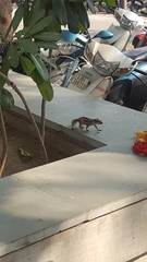 Funambulus pennantii