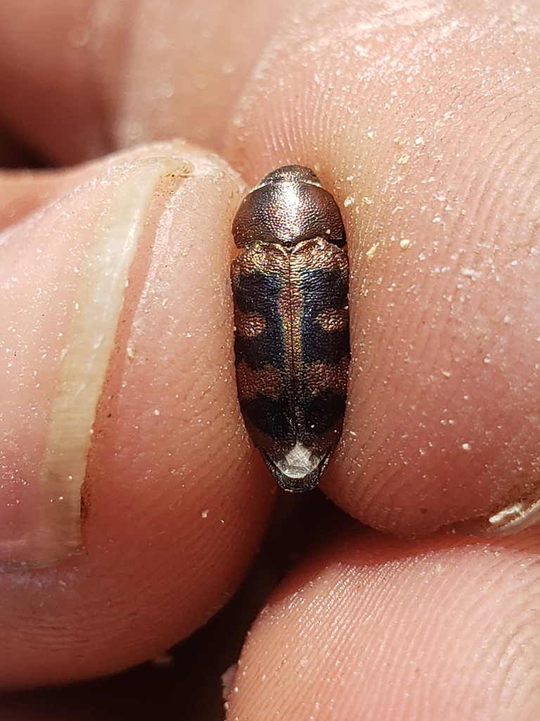 Knowltonia biramosa