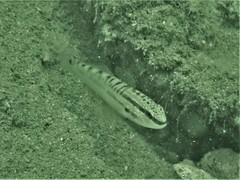 Amblygobius stethophthalmus