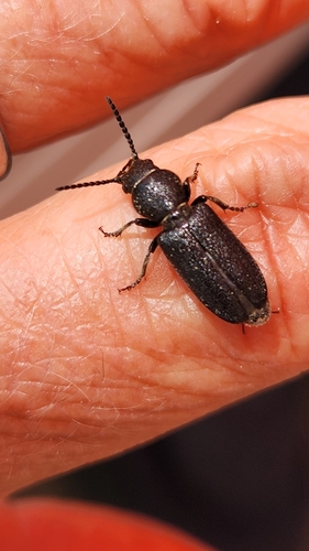 iNaturalist observation photo of Neospondylis upiformis