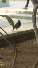 Acridotheres tristis