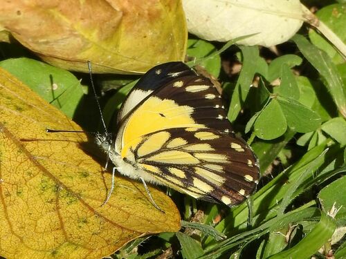 African Caper