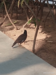 Acridotheres tristis