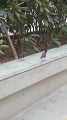 Acridotheres tristis